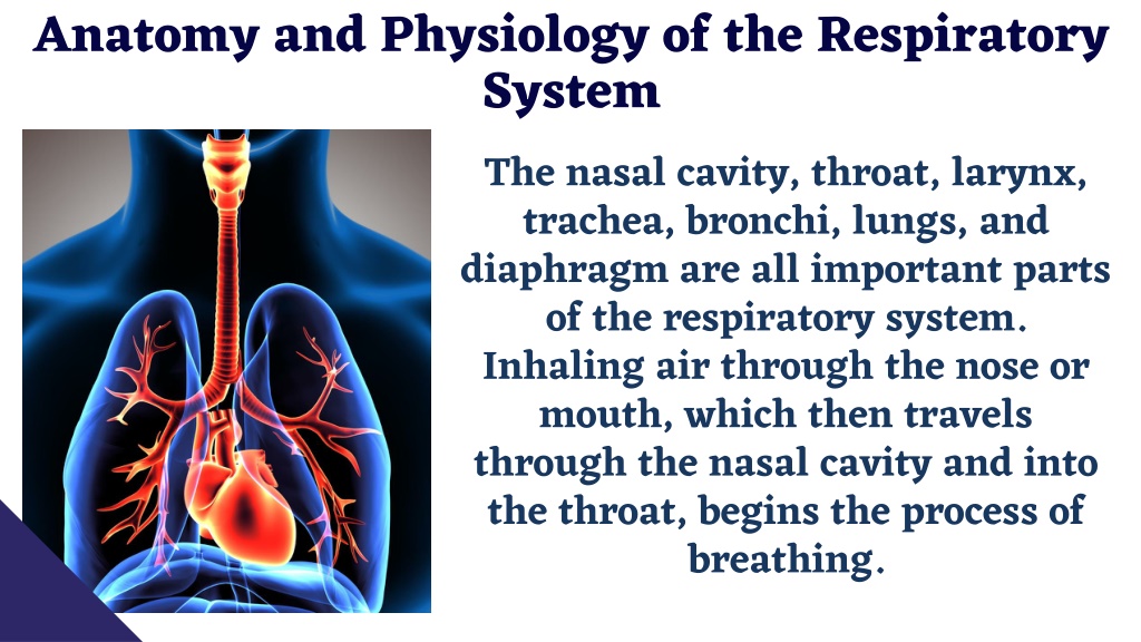 PPT - The Anatomy and Physiology of Respiratory System and the ...