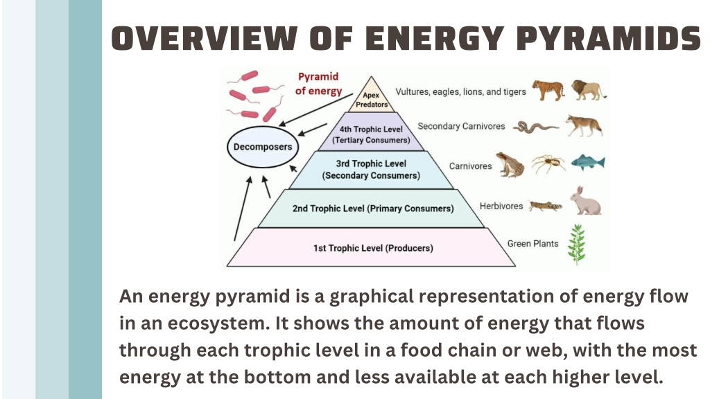 Ppt - A Comprehensive Guide To Ecosystems, Food Chains, Food Webs, And 