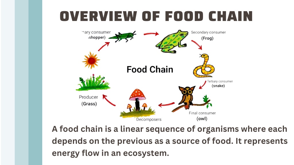 PPT - A Comprehensive Guide to Ecosystems, Food Chains, Food Webs, and ...