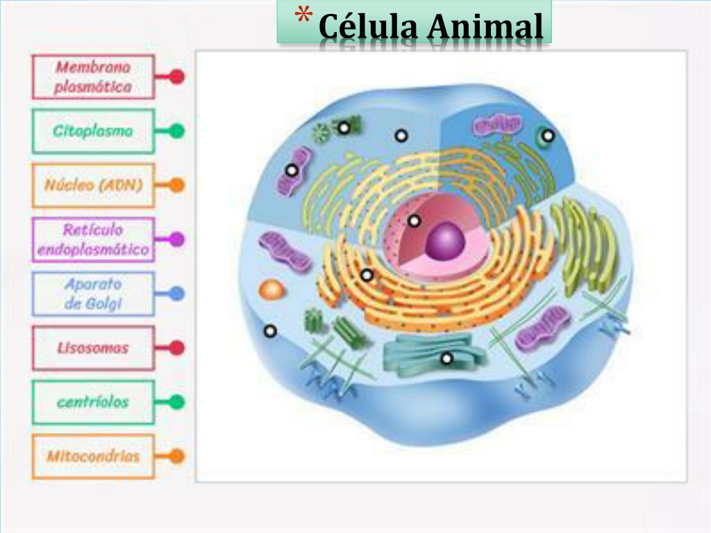 PPT - La Célula PowerPoint Presentation, Free Download - ID:12197523