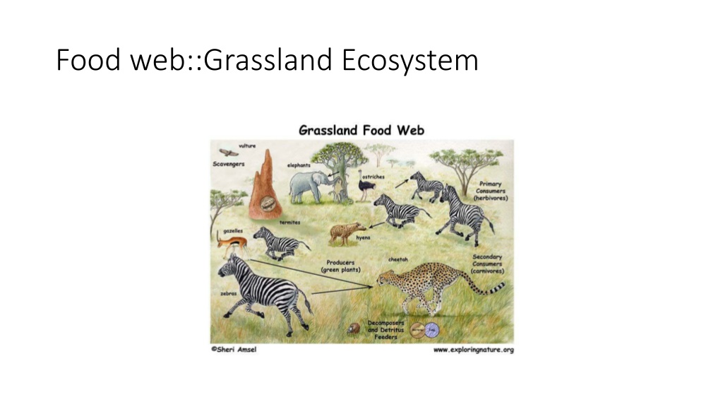 PPT - ecosystems PowerPoint Presentation, free download - ID:12221386