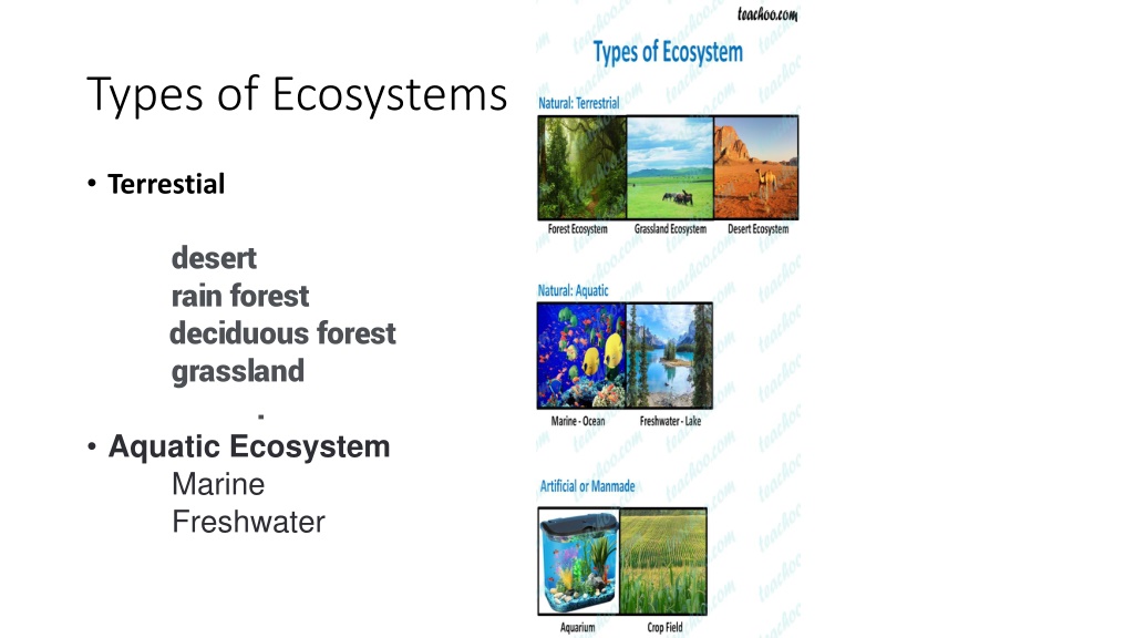 PPT - Ecosystems PowerPoint Presentation, Free Download - ID:12221386