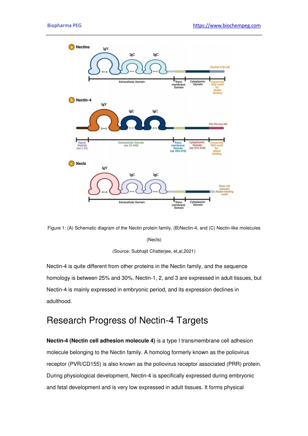 PPT - Nectin-4 New Antibody-Drug Conjugate (ADC) Target PowerPoint ...