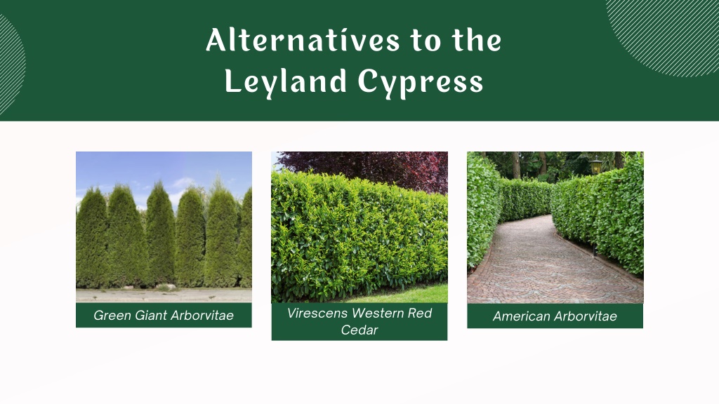 PPT - Exploring Alternatives to Leyland Cypress Trees PowerPoint ...