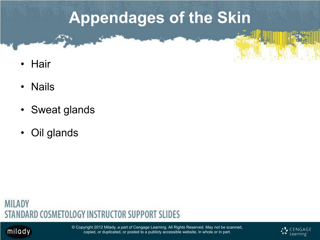 PPT - Chapter 7 Skin Structure, Growth, and Nutrition PowerPoint ...