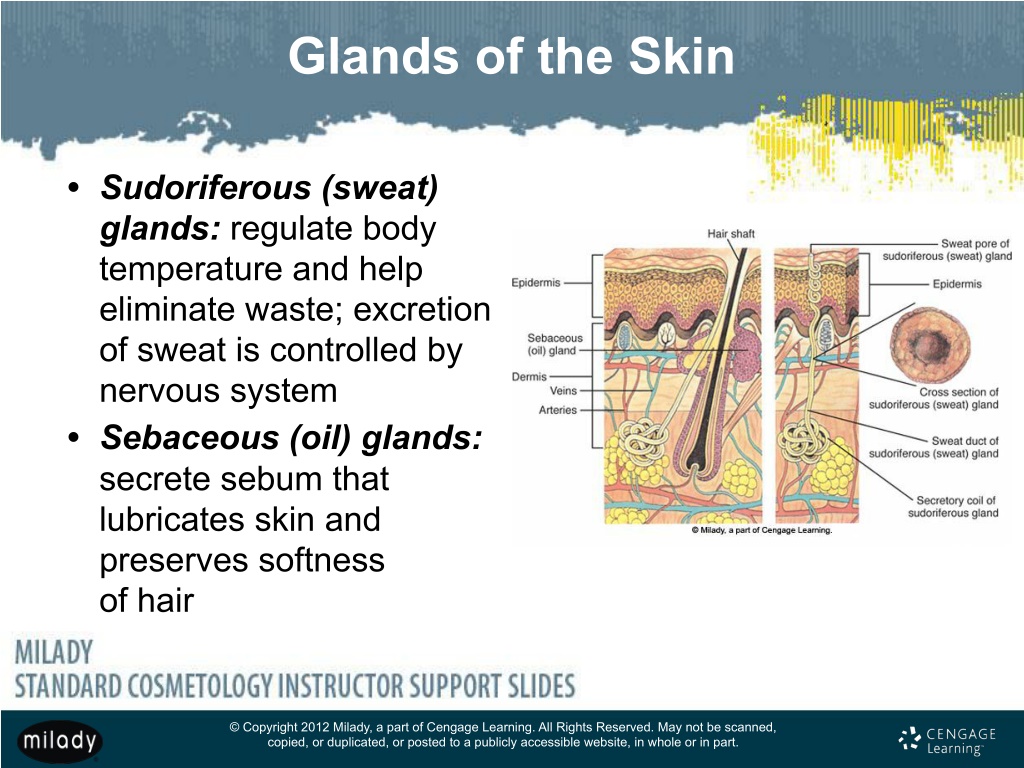 PPT - Chapter 7 Skin Structure, Growth, and Nutrition PowerPoint ...