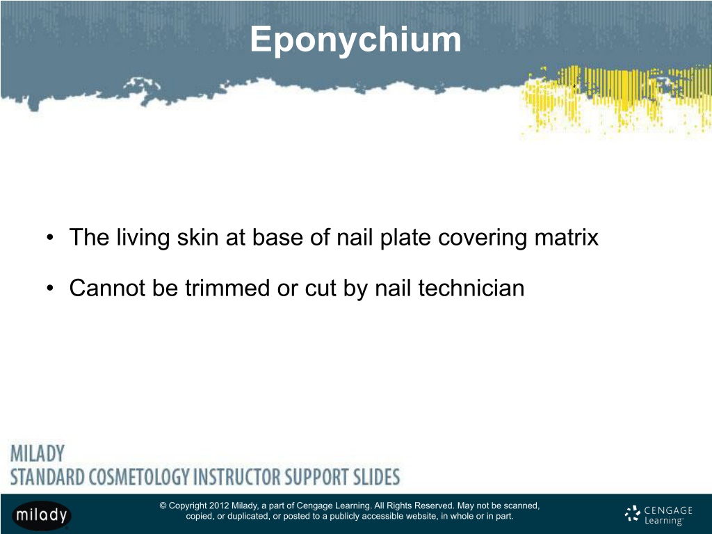 PPT - Chapter 9 Nail Structure and Growth PowerPoint Presentation, free ...