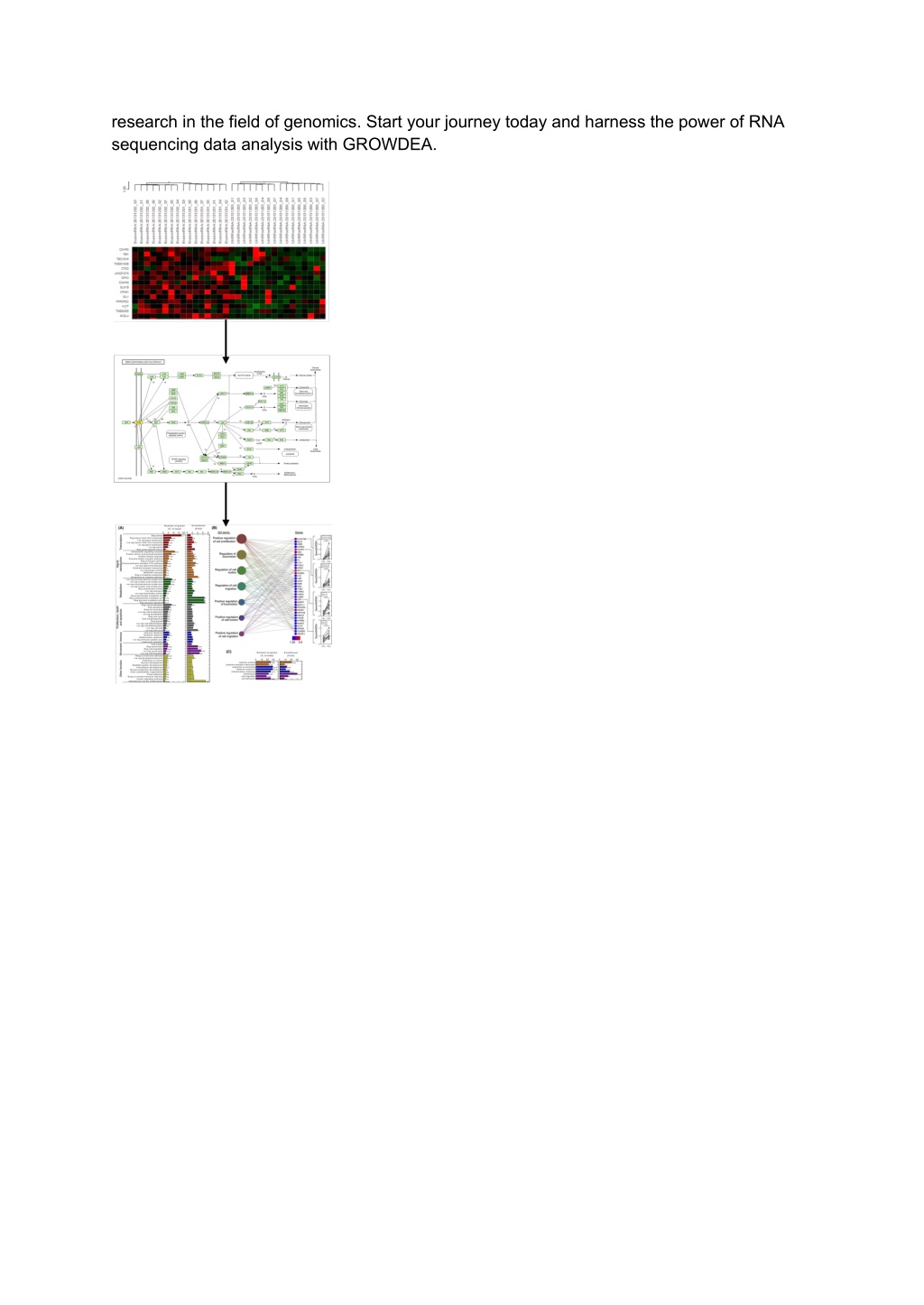 PPT - Unlocking the Secrets of the Genome_ A Comprehensive Guide to RNA 