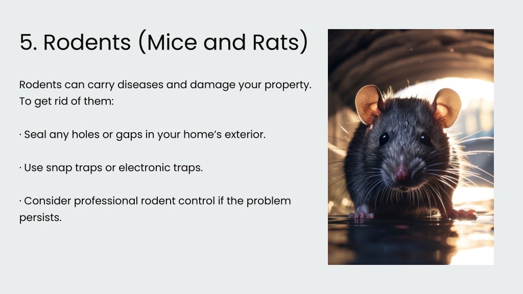 PPT - Top 10 Household Pests and How to Get Rid of Them PowerPoint ...