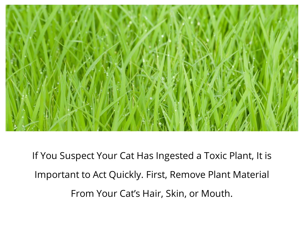 ppt-what-happens-if-my-cat-eats-a-poisonous-plant-powerpoint