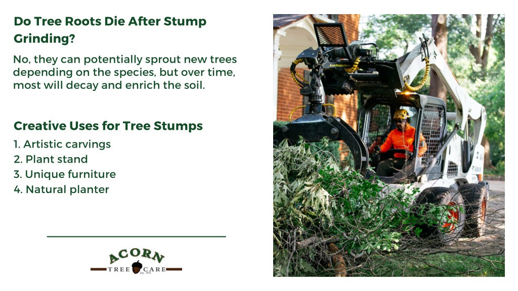 what-happens-to-roots-after-stump-grinding-cairns-tree-lopping-services