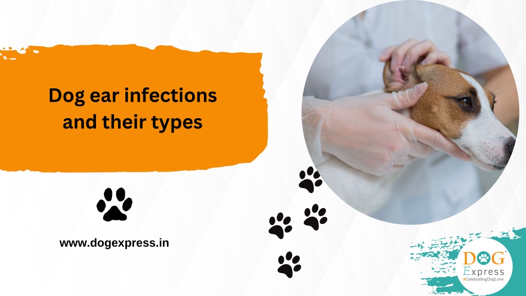 PPT - Dog Ear Infection – How to Identify, Treat, and Prevent ...