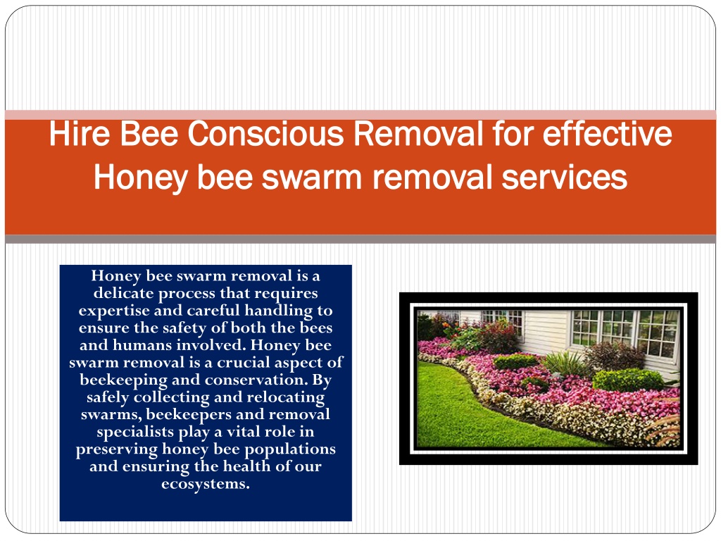 PPT - Honey Bee Swarm Removal PowerPoint Presentation, Free Download ...