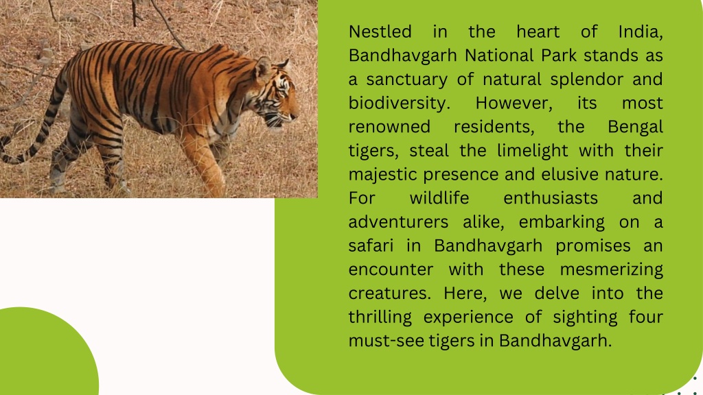 PPT - 4 Must-See Tigers of Bandhavgarh: A Safari Experience PowerPoint ...