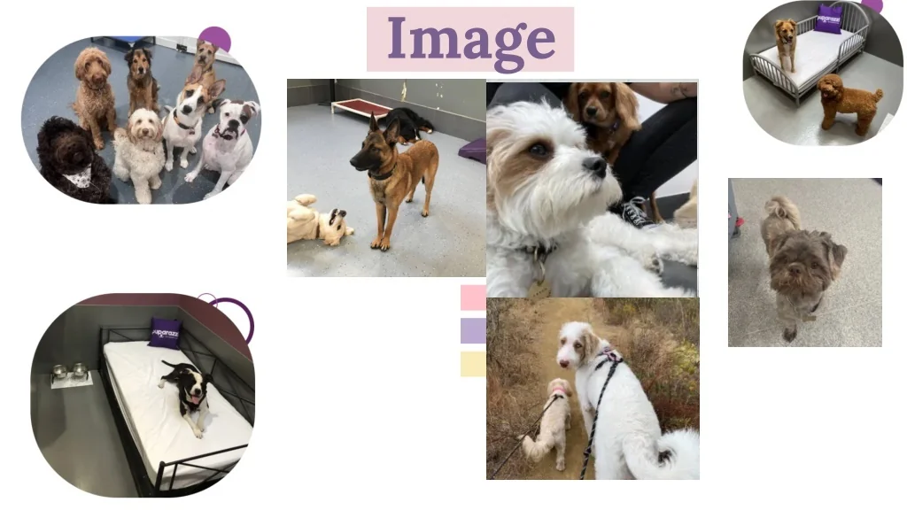 PPT Dog Daycare Los Angeles PowerPoint Presentation, free download