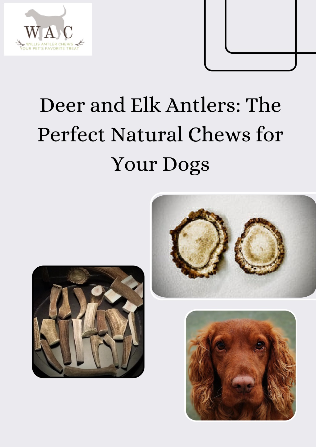 PPT - Deer and Elk Antlers for Dogs - Long-Lasting Natural Chews ...