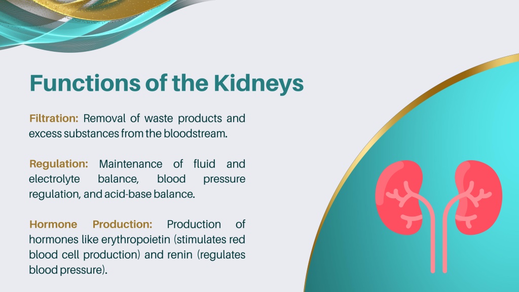 PPT - Introduction to Nephrology: Essential Guide to Kidney Health and ...