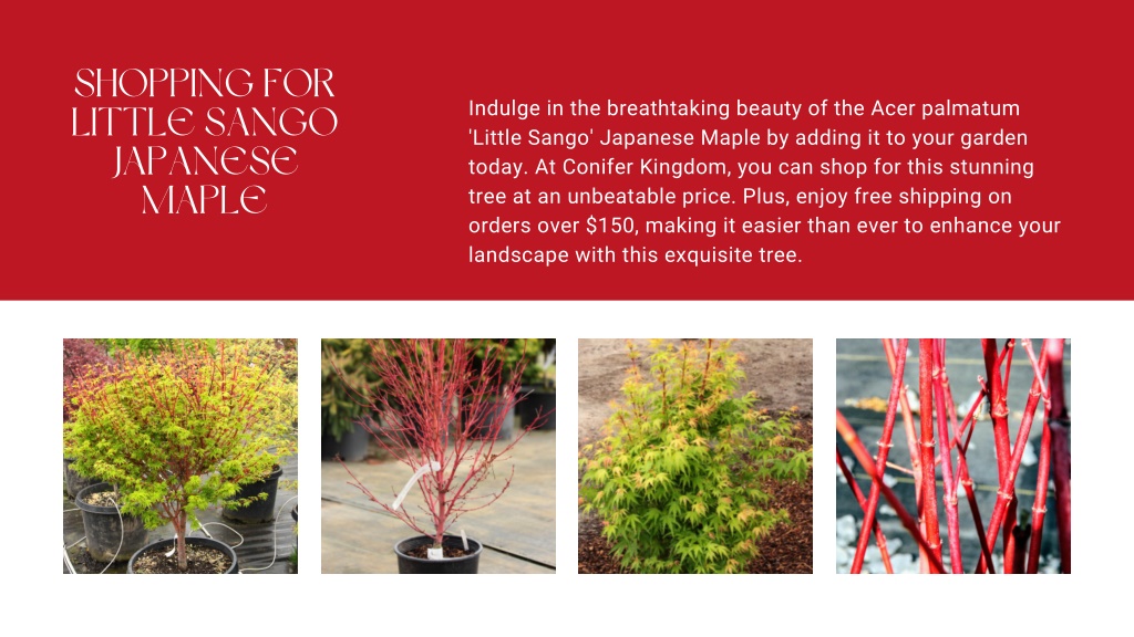 PPT - Acer Palmatum Little Sango Japanese Maple PowerPoint Presentation ...