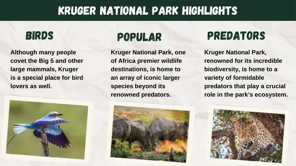 ppt-explore-south-africa-s-ultimate-safari-adventure-kruger